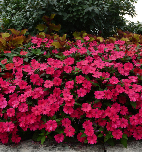 Bounce hybrid impatiens | | thesouthern.com