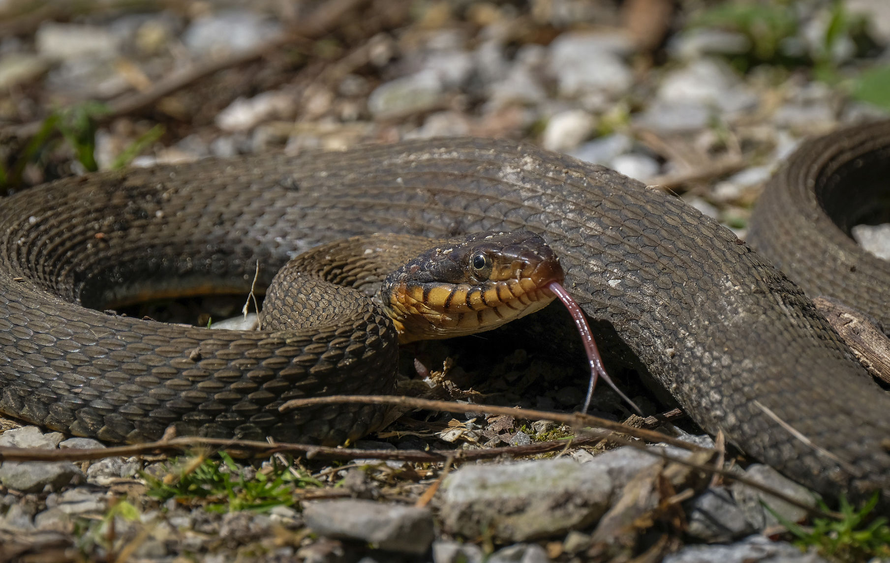 Shawnee National Forest's Snake Road To Close March 15 For Annual ...