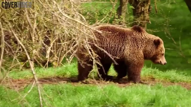 Watch the moment these brown bears come out of winter