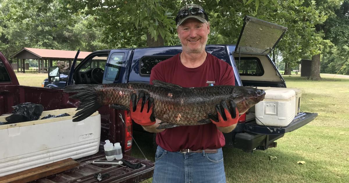 Outdoors | IDNR offers reward for invasive black carp, dead or alive ...