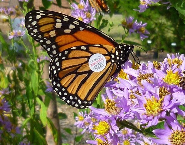 Can't get outside? Here's how to track the Monarch butterfly migration from  your desk – Texas Butterfly Ranch