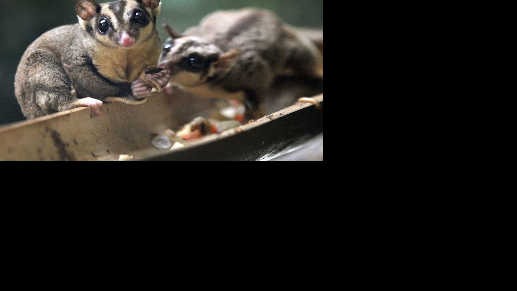 Pocket Pets Not Blocked From John A Logan College S Hunting And Fishing Days Local News Thesouthern Com