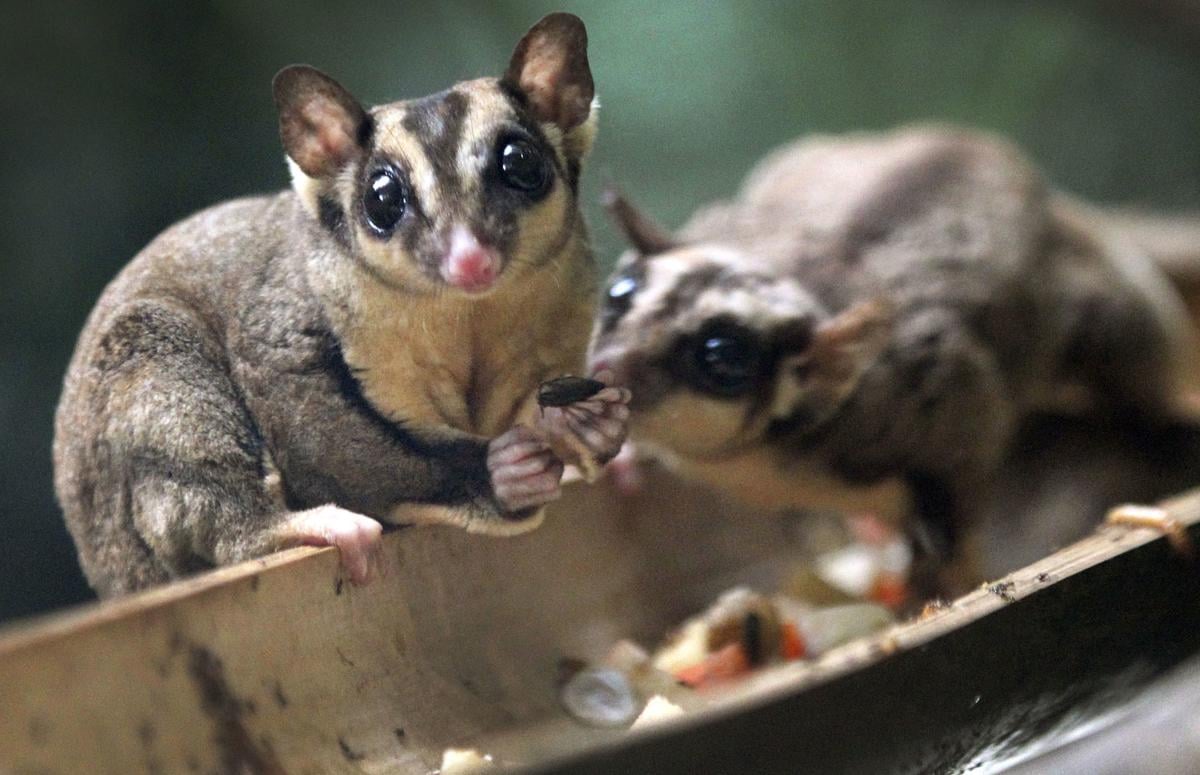 Pocket Pets Not Blocked From John A Logan College S Hunting And Fishing Days Local News Thesouthern Com