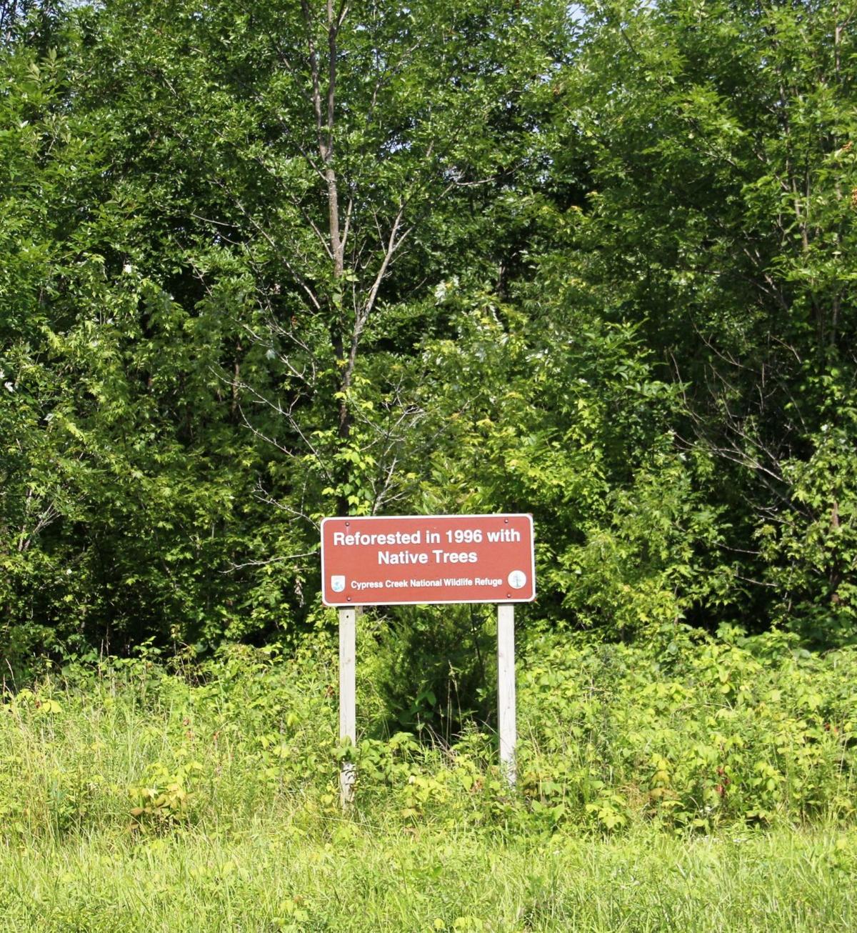 Cypress Creek vital, yet obscure Outdoors, Wildlife & Hunting