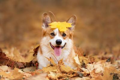 Where and when to leaf peep with your pup - image