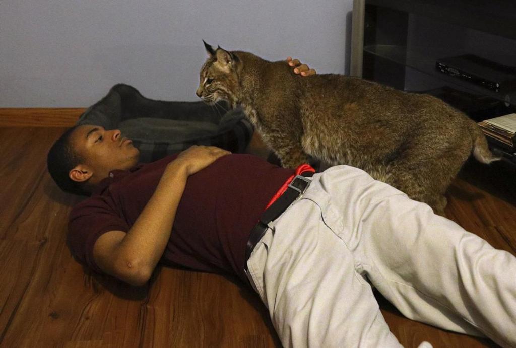 Confiscated Pet Bobcat Back At Home With Metro East Family State