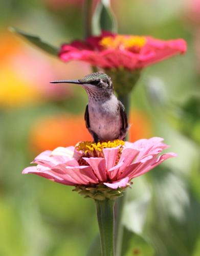 Spring At Rendleman Orchard Rendman Orchards flower fields full of life, color | Outdoors ...