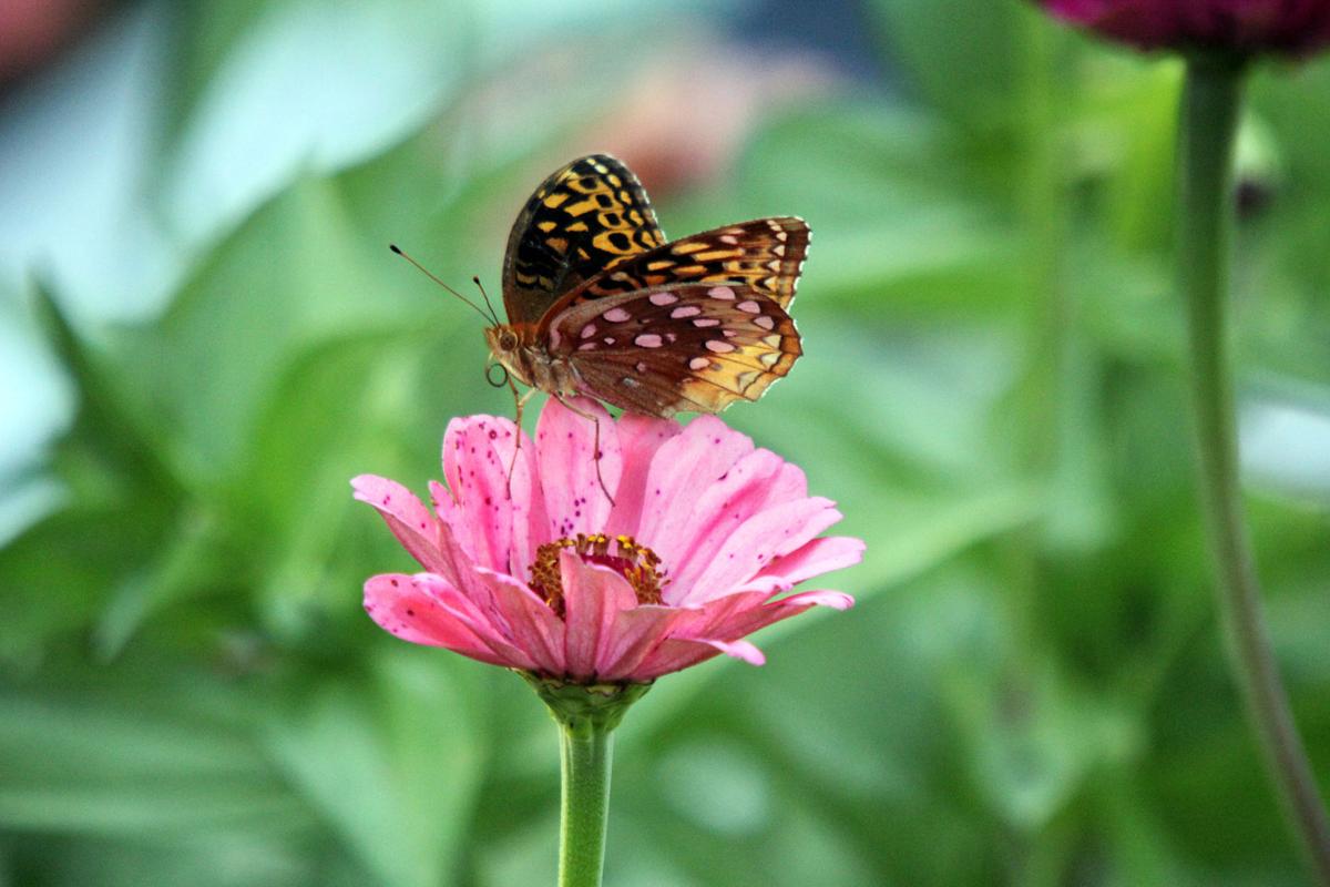 Butterflies