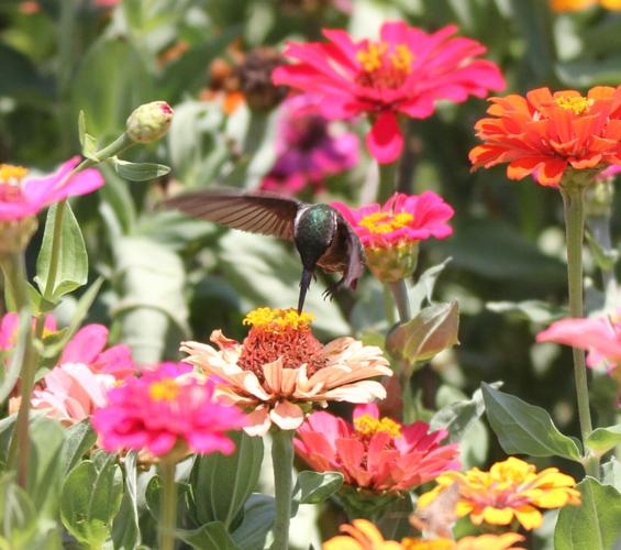 Spring At Rendleman Orchard Rendman Orchards flower fields full of life, color | Outdoors ...