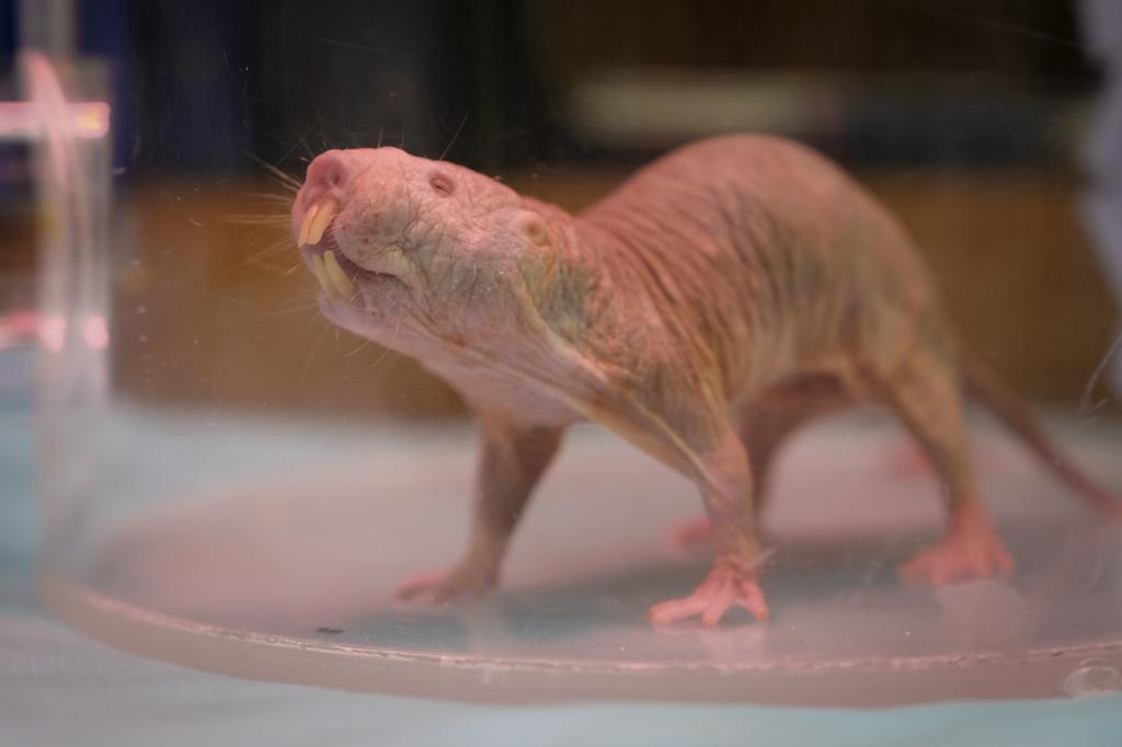 Naked Mole Rat Has Bite Force Of A Tasmanian Devil And May Advance Treatments For Human Tooth Loss Siu Researcher Finds Siu Thesouthern Com
