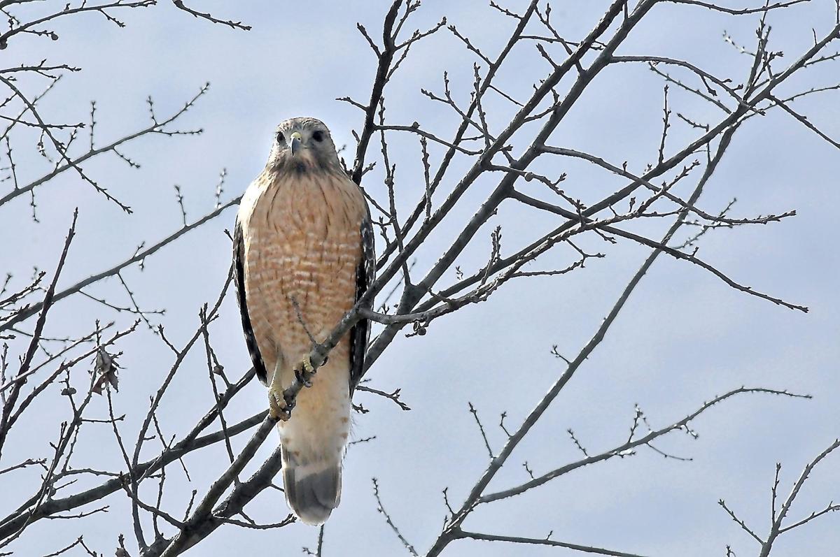 Hawk