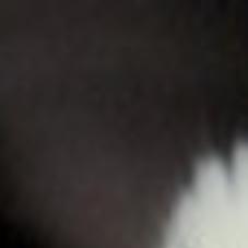 Cat Shot With Arrow In Franklin County Local News Thesouthern Com