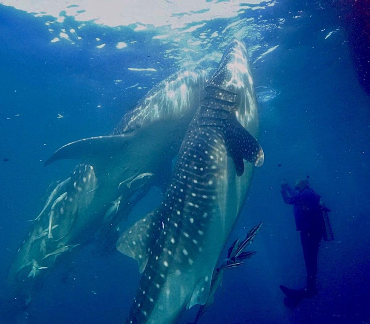 Outdoors Harrisburg Brothers Swim With Whale Sharks In Indonesia - shark blox art