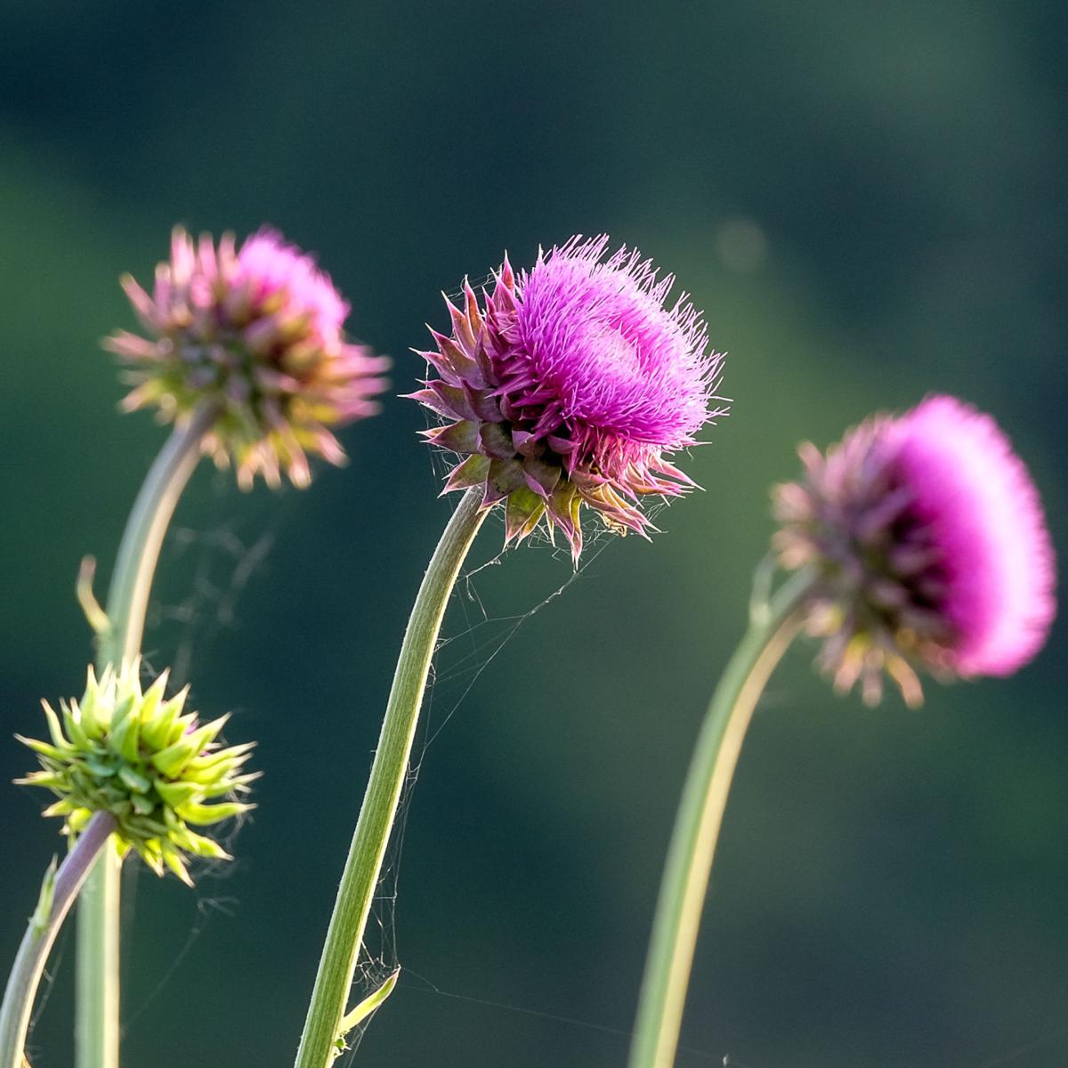060516-nws-southern-exposure-thistle.jpg