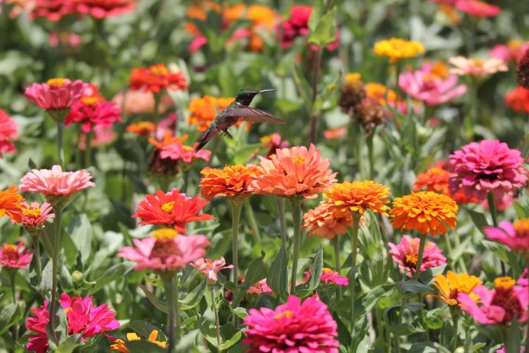 Spring At Rendleman Orchard Rendman Orchards flower fields full of life, color | Outdoors ...