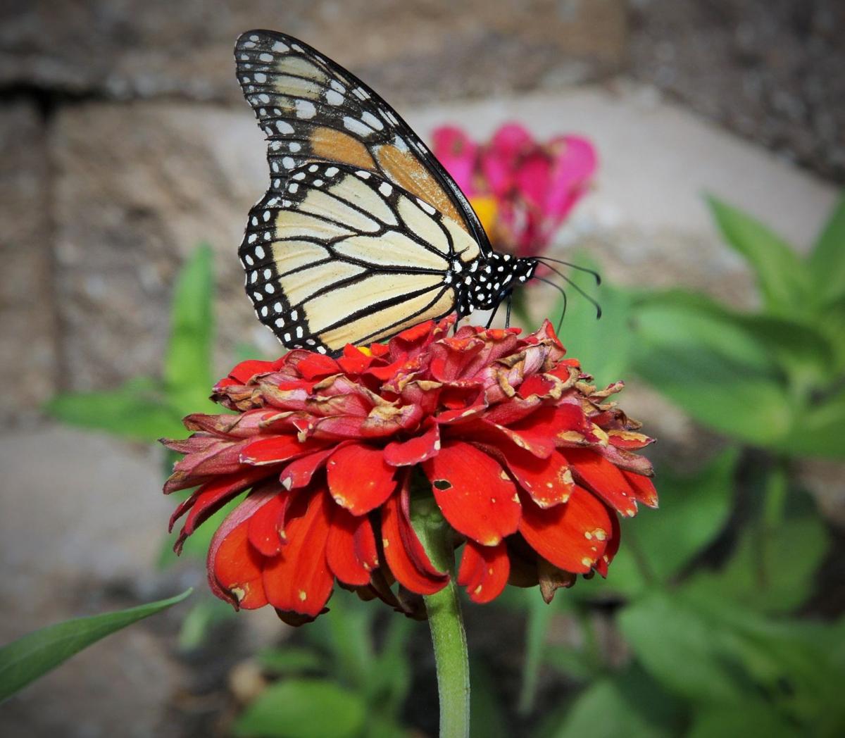 Habitat destruction threatens monarch butterflies Outdoors, Wildlife