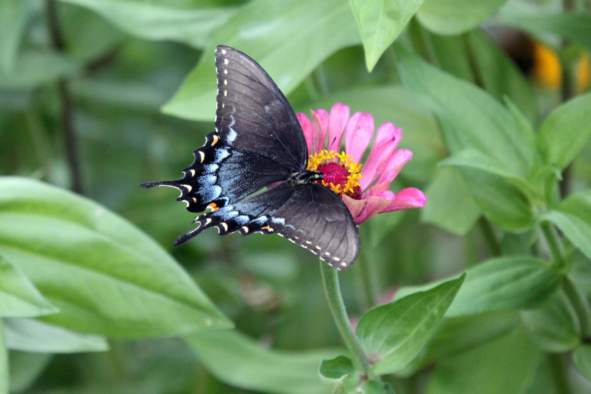 Butterflies