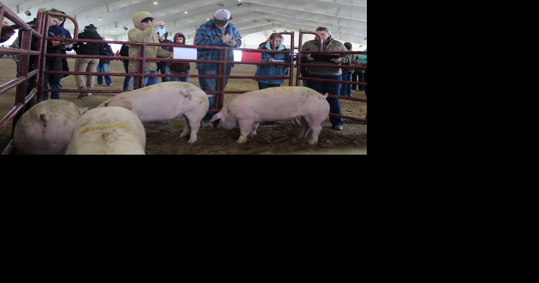 Local 4-H, FFA youth prepare for annual livestock judging contest ...