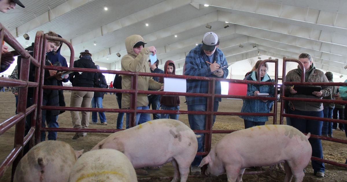 Ffa Animals Local 4-H, FFA youth prepare for annual livestock judging contest ...