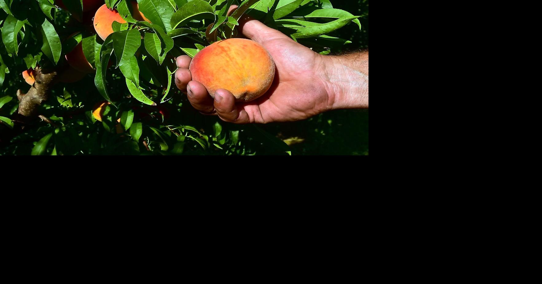 Peach Festival coming to Cobden on Friday Local News