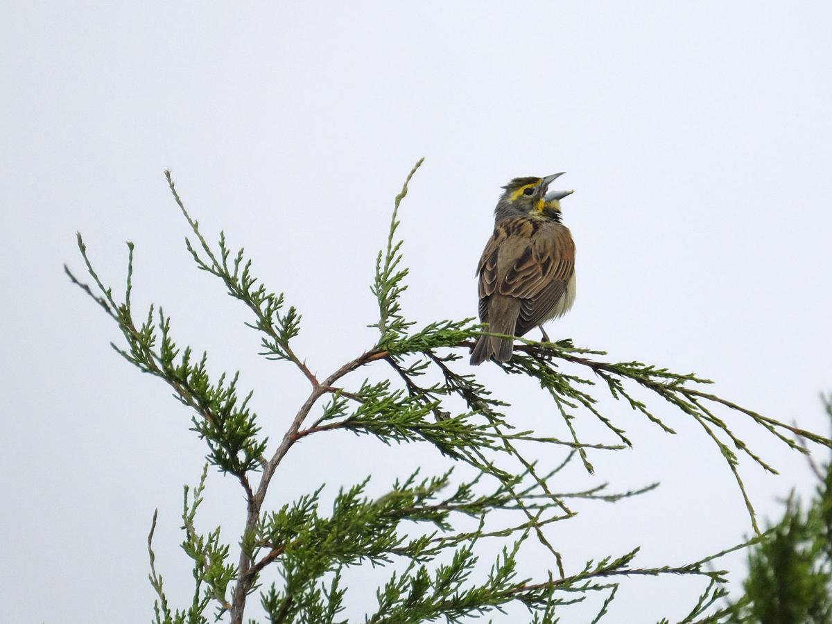 052216-nws-southern-exposure-dickcissel.jpg