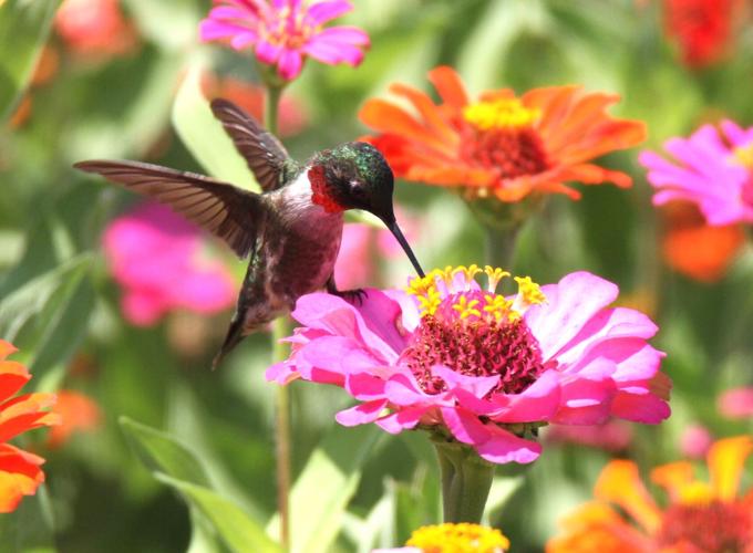Spring At Rendleman Orchard Rendman Orchards flower fields full of life, color | Outdoors ...
