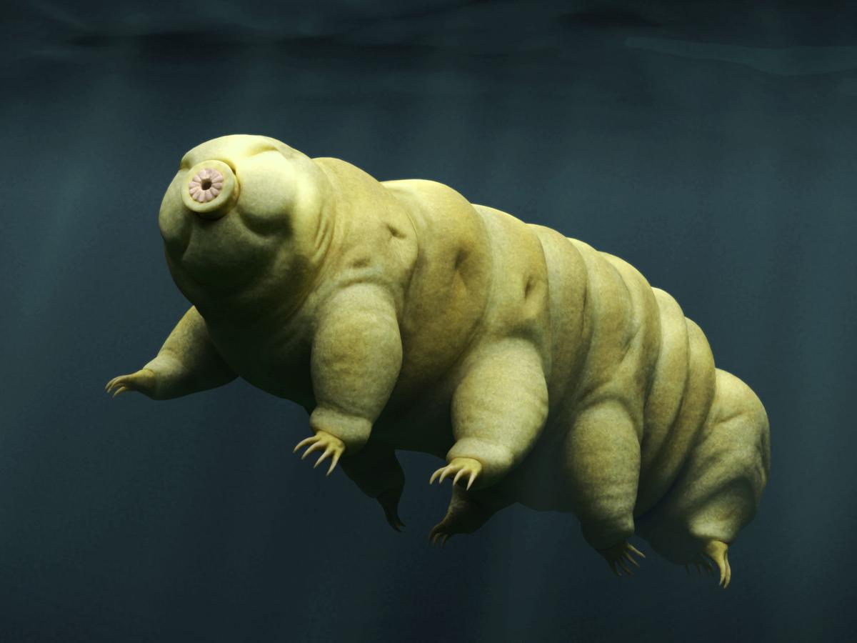 SIUC to host science conference themed around microscopic 'water bears