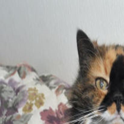 New Illinois Law To Require Cats Be Registered And Vaccinated For