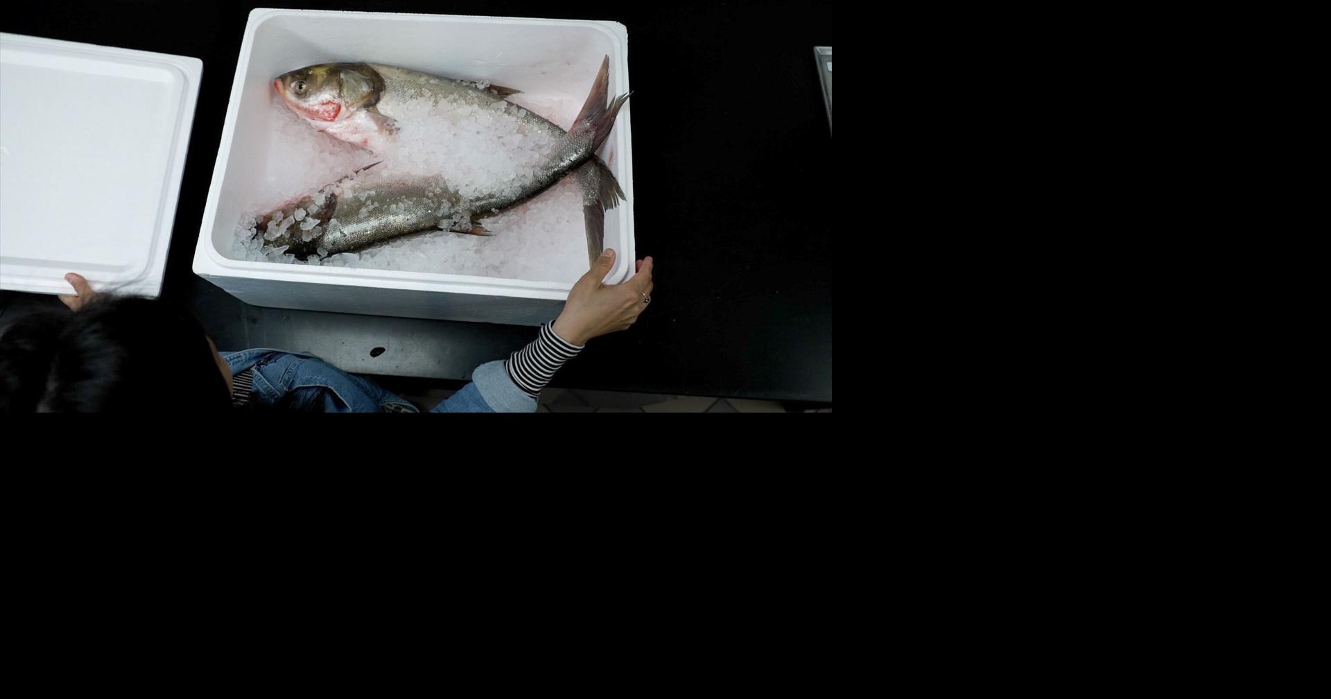 Outdoors | IDNR recasts 'Asian carp' as appetizing 'copi' fish ...