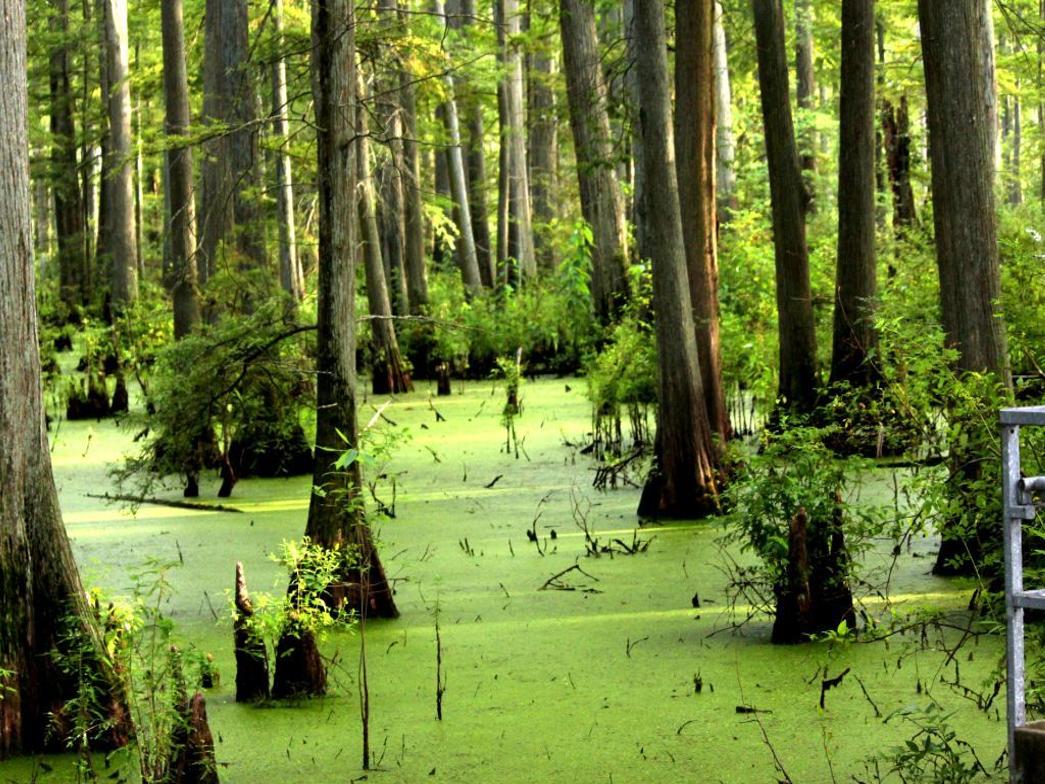 10 Hidden Gems Of Southern Illinois Forests Entertainment