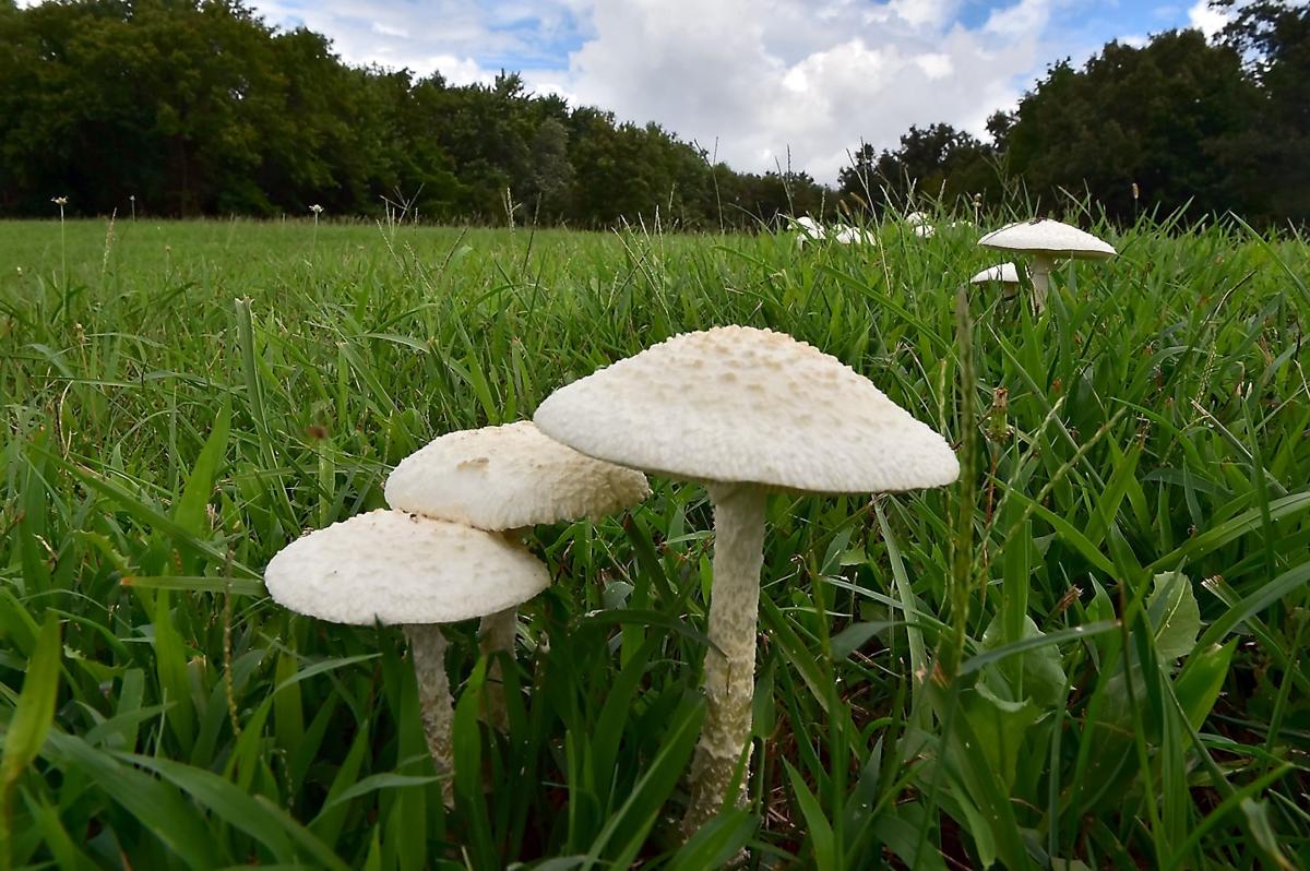 'Shrooms