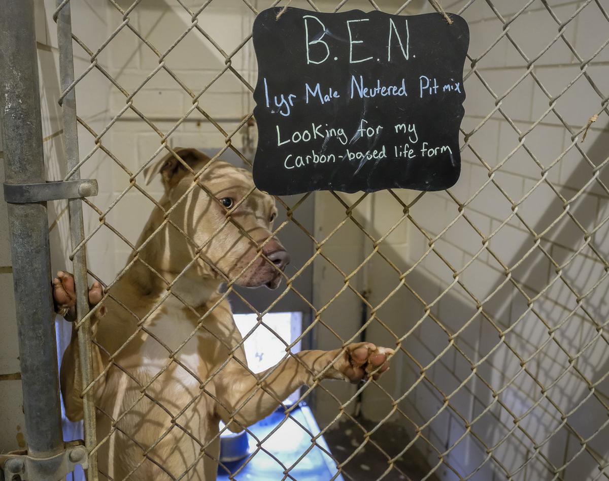 Animal Shelters In Illinois / The Anti Cruelty Society Home Abdominal