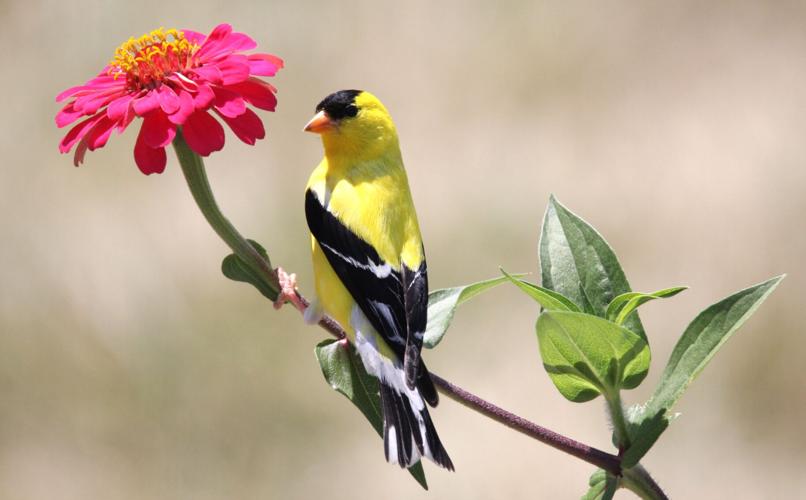 Spring At Rendleman Orchard Rendman Orchards flower fields full of life, color | Outdoors ...
