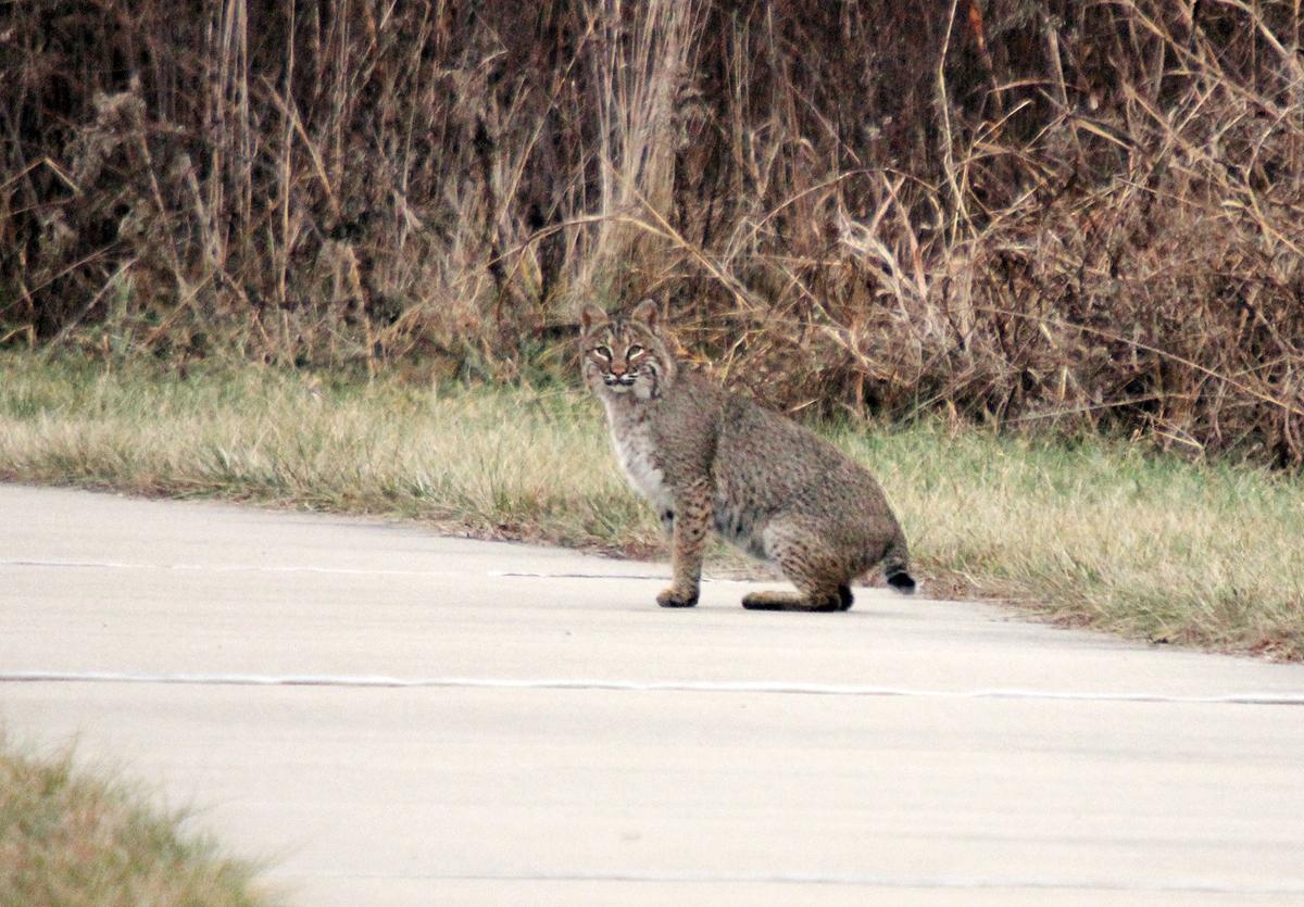 Illinois hunters kill 318 bobcats during 201718 season