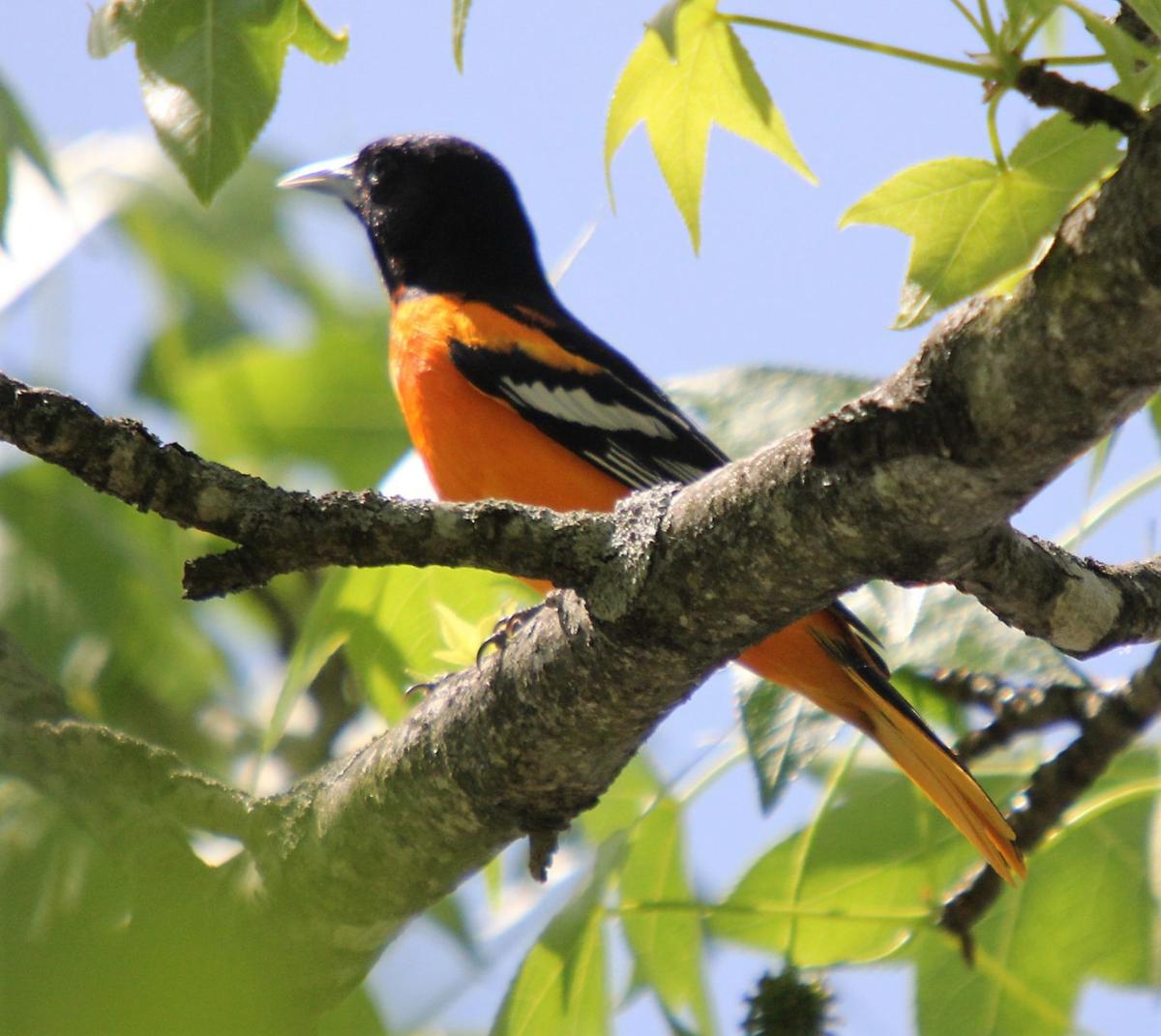 Spring Bird Migration Restores Color To Gray World Life Style