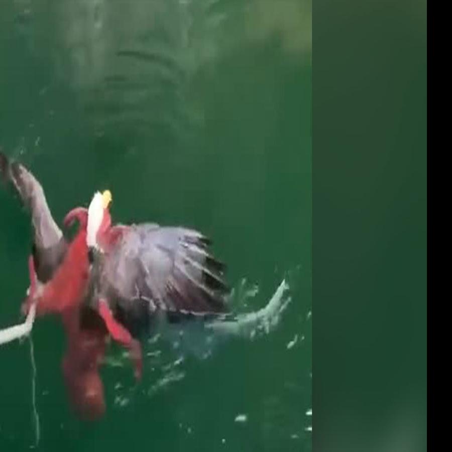 Bald Eagle Saved From Octopus Death Grip Thanks To Salmon Farmers