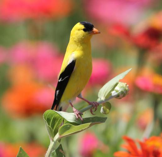 Spring At Rendleman Orchard Rendman Orchards flower fields full of life, color | Outdoors ...