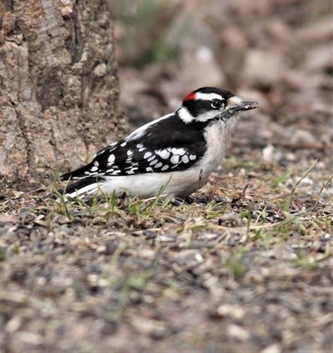 Outdoors | A look at woodpeckers that call Illinois home | Outdoors