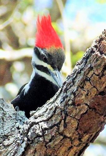 Outdoors | A look at woodpeckers that call Illinois home | Outdoors