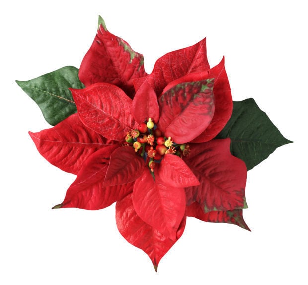 a christmas flower