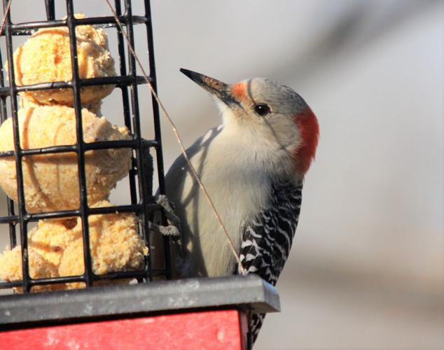 Outdoors | A look at woodpeckers that call Illinois home | Outdoors