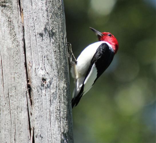 Outdoors | A look at woodpeckers that call Illinois home | Outdoors