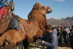 Turkish camel wrestling photo gallery