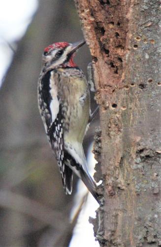Outdoors | A look at woodpeckers that call Illinois home | Outdoors