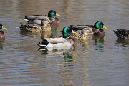 Outdoors | Waterfowl season has begun in Southern Illinois - Vimarsana News