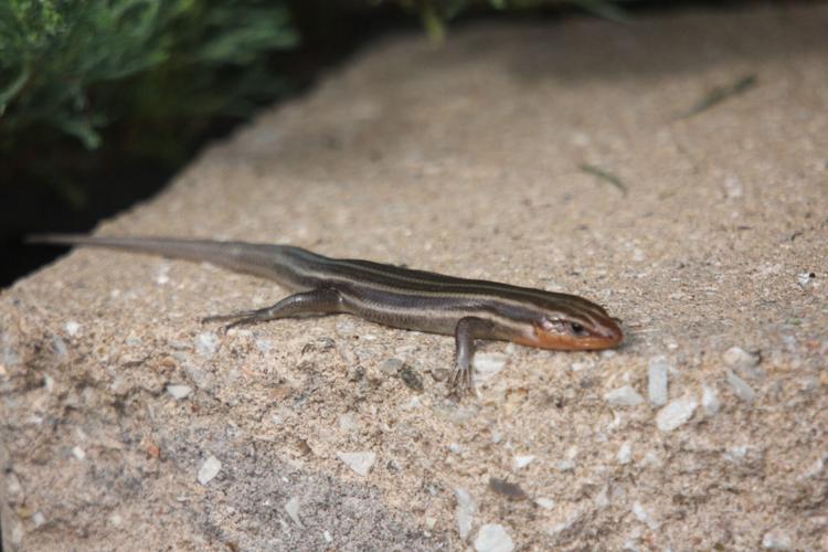 Do Garden Skinks Hibernate | Fasci Garden
