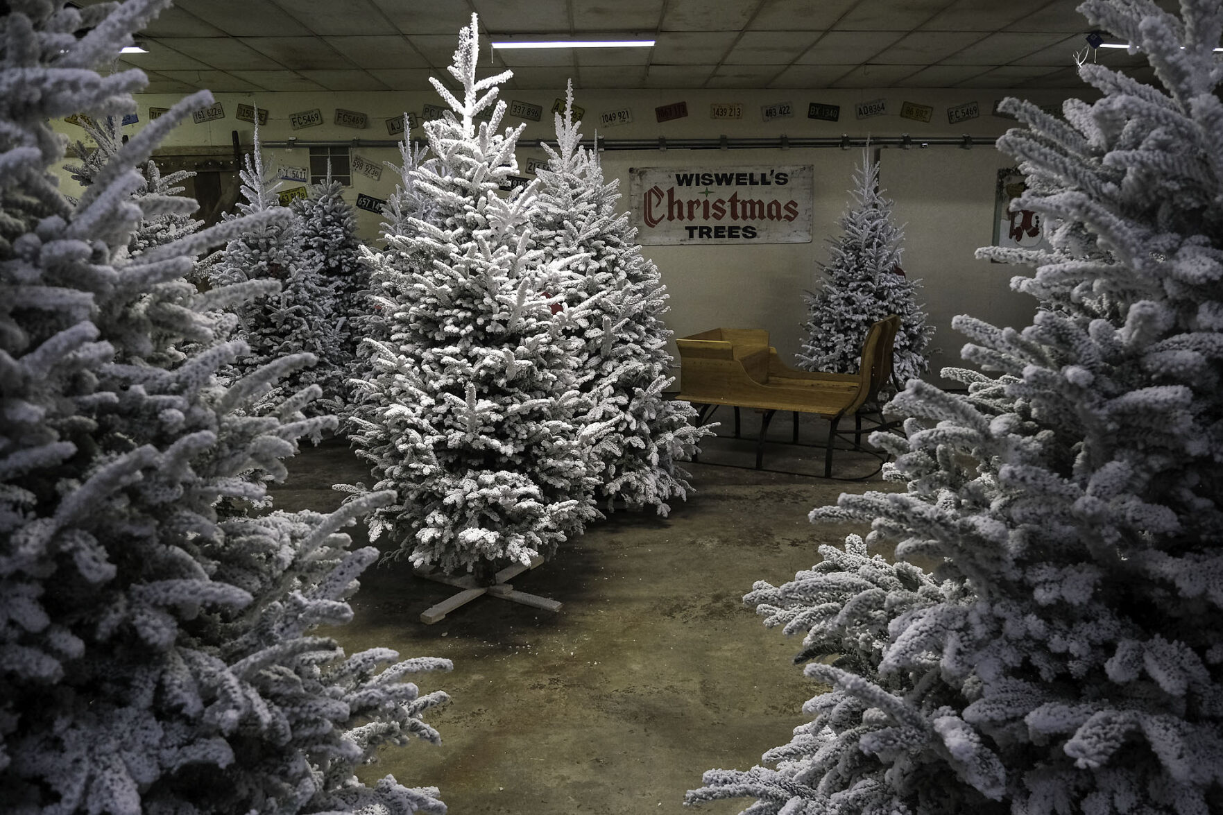 Go to Wiswell's Christmas Tree Farm for holiday trees