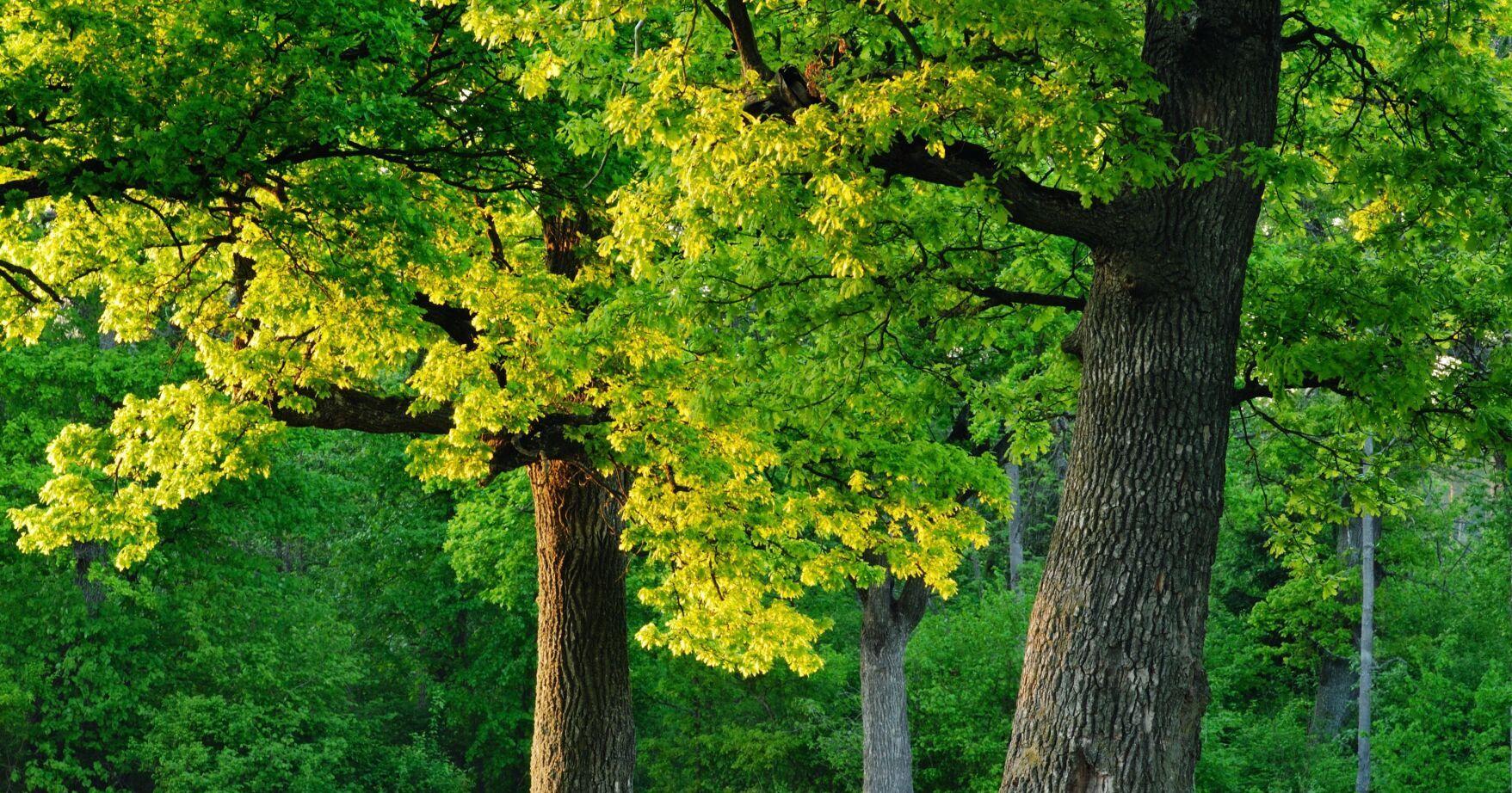 Green Trees Initiative adds 25 new trees to Perry County Fairgrounds - Vimarsana News