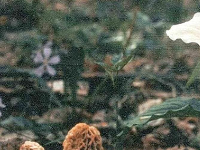 Morel Mushroom Festival Returns Entertainment Events Thesouthern Com