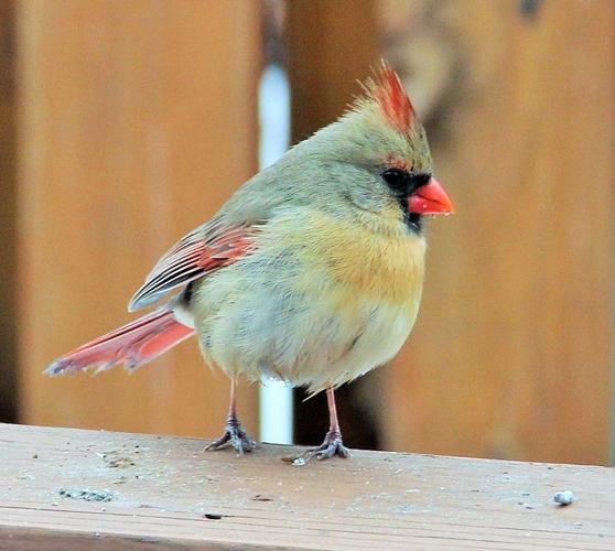 How to Identify a Baby Bird as a Cardinal